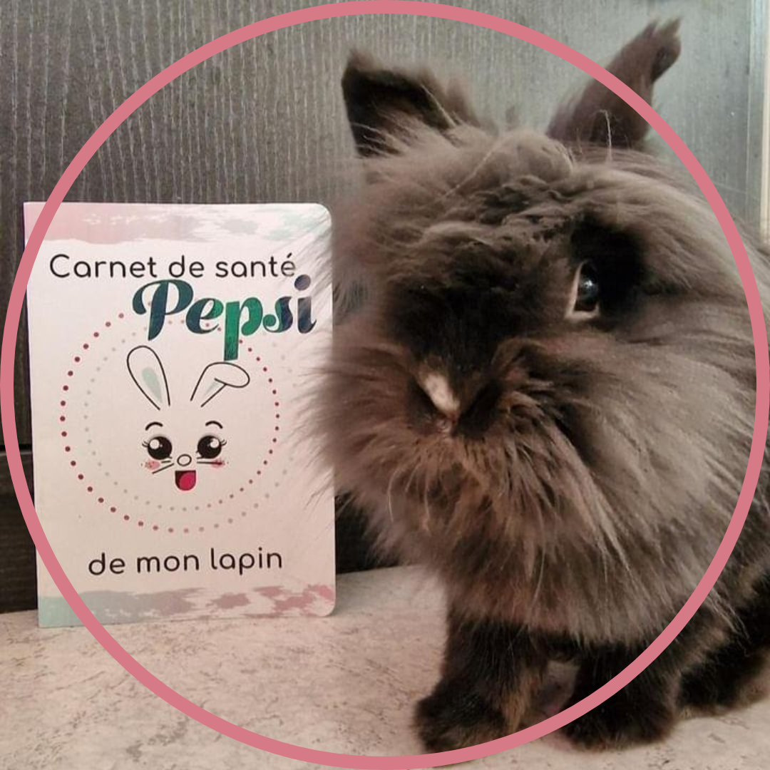 Pour lapins